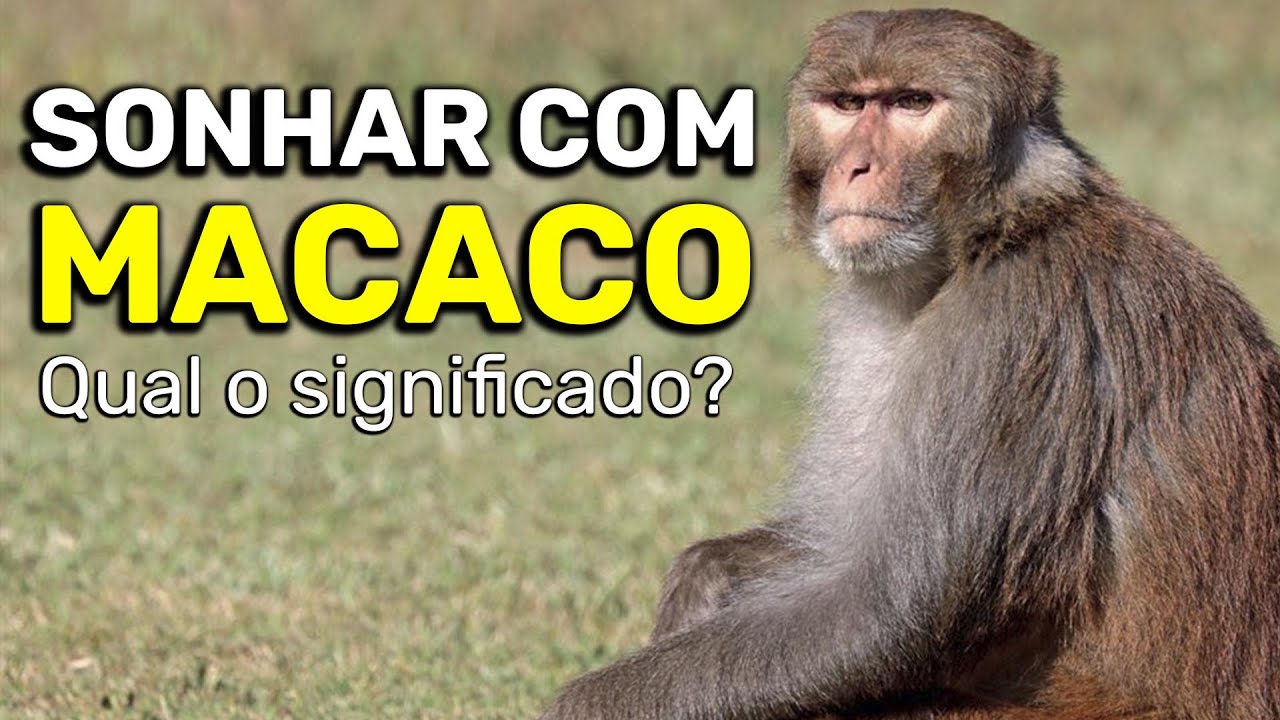 SONHAR COM MACACO: Qual o significado ATENÇÃO!