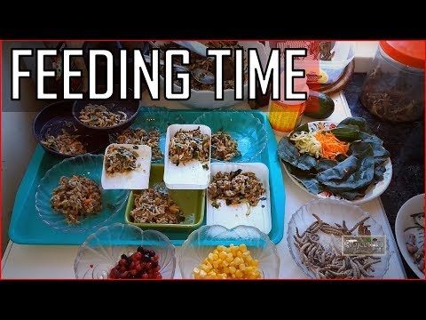 FEEDING ALL MY REPTILES, feeding day in the Reptile Room - projectPet