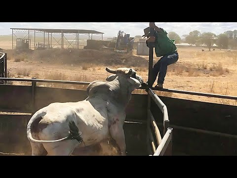NÃO MEXE COM NELORE NÃO CUNHADO 😂