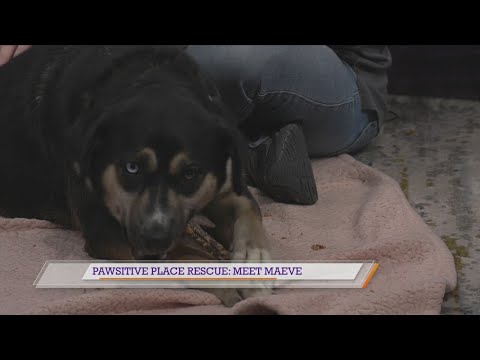 Pawsitive Place Rescue: Meet Maeve - YouTube