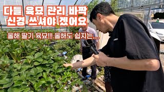 올해 딸기 육묘가 정말 어렵다 ~ 이제 여름 준비 철저하게 하셔야 겠어요 ~ 온도는 올라가고...