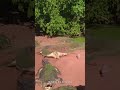 Crocodile Arm Ripped Off By Another Crocodile Crocodile Shorts