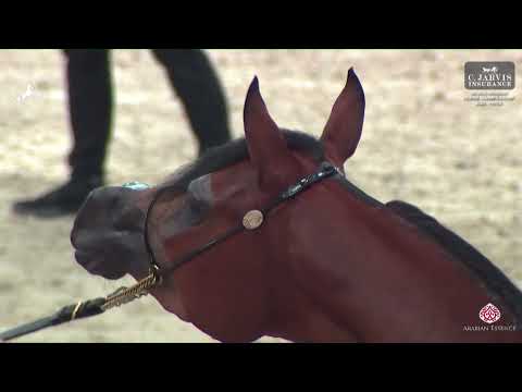 N 34 SAMARA K A    World Arabian Horse Championship 2024   PARIS   Junior Females   Section B Class