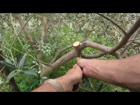 Polikonična vaza - Popravljanje uzgojnog oblika (Primjer2)