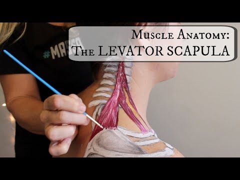 Muscle Anatomy: THE LEVATOR SCAPULA