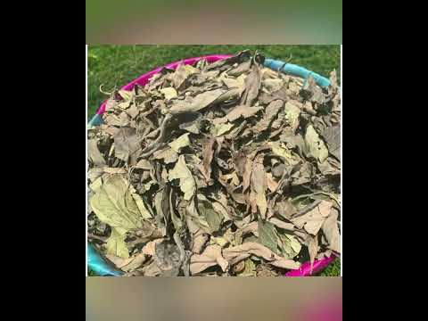 Kinkeliba – Gesunde Vorteile