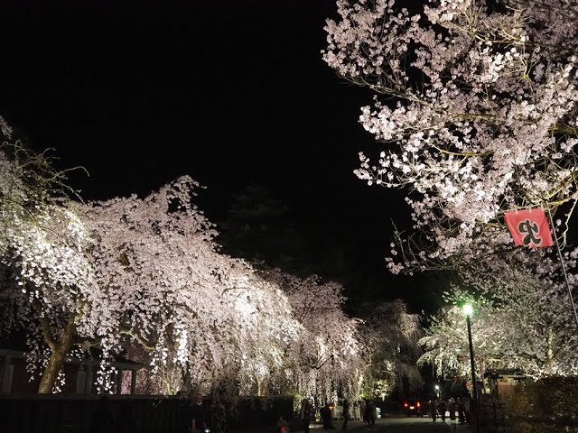 2024 [Kakunodate Cherry Blossoms] Blooming Status April 16th