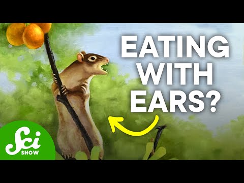 This Ancient Mammal's Ears Were Built for Chewing