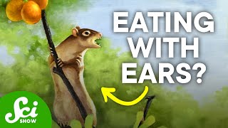 This Ancient Mammal's Ears Were Built for Chewing