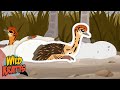 the ostrich eggs are hatching wild kratts