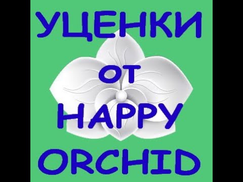 Состояние ОРХИДЕЙ-УЦЕНОК от HAPPY ORCHID 7 месяцев спустя.