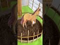 Handmade Horse Stable Model For My Kids School Project Schoolprojectidea