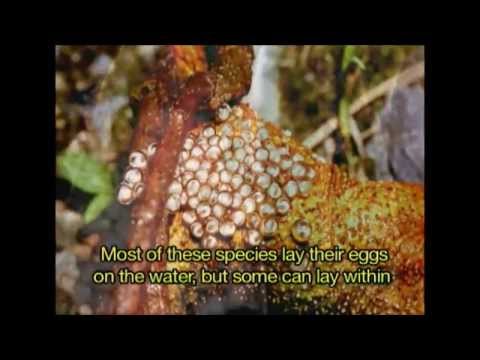 Thumbnail do vídeo Reprodução dos Anfíbios