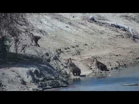 Djuma: Blacksmith Lapwing sitting on nest-then Baboons arrive at the dam - 14:18 - 09/15/2023