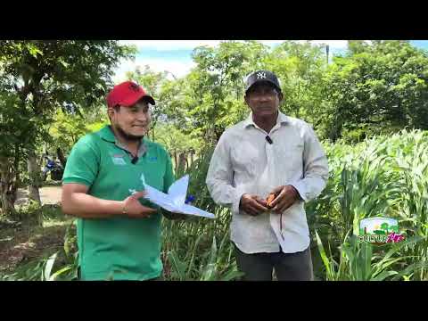Productores cultivan sorgo en San Juan de Limay, Estelí #culturagrotv #agricultura #inta
