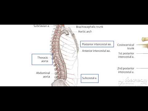 Thoracic cage