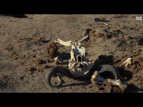 Safari Live VideosSunset Drive- July 28, 2016- Full Length. Slight delay due to sound problems