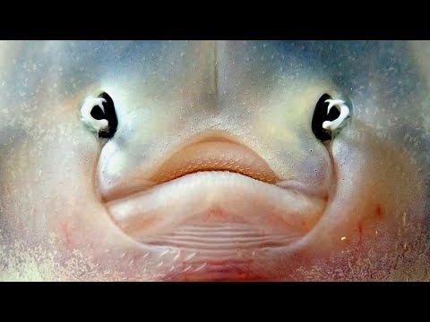 Vídeo de Raja undulata. <em>© Marcos Fernández Iglesias †