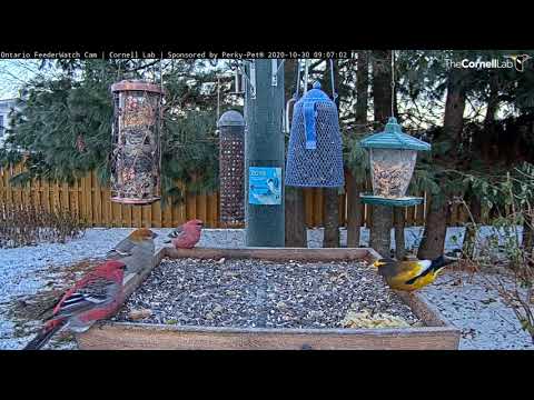 Colorful Pine And Evening Grosbeaks Forage Together At Ontario Feeders – Oct. 30, 2020