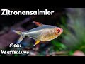Zitronensalmler - Hyphessobrycon pulchripinnis | Liquid Nature Fisch Vorstellung