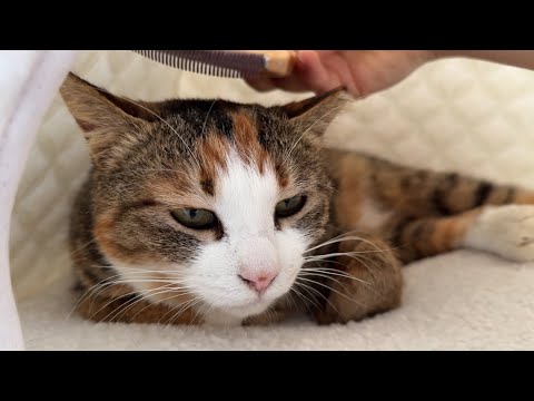 길고영이었던 고영이 반죽하기