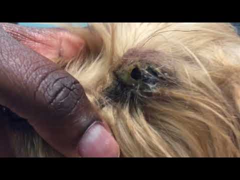 Massive dog eye boogers