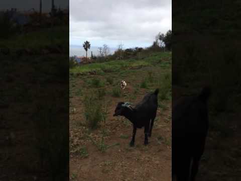 Animales de La Luz 6