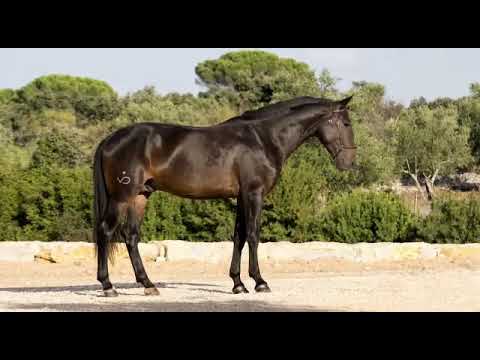 Litri 3 year old lusitano