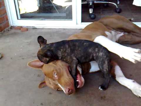 RENATA ( buldog frances ) vs JENNA ( pitbull ) pelea de perros