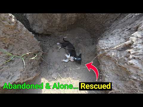 Abandoned & Alone — A Helpless Soul’s Cry for Rescue”