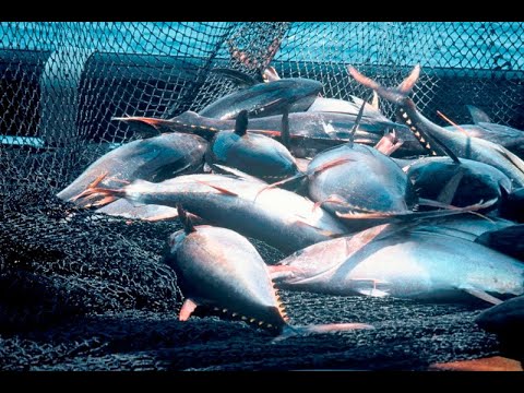 Đánh bắt cá ngừ đại dương thì phải hoành tránh như thế này - |Tuna fishing industry| (720p HD)