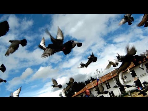 Rosa La Mentirosa - Jorge Velosa | Carranga | Video Letra