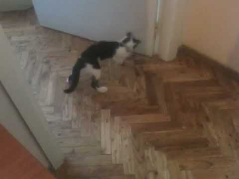 Darwin el gato y su ratón de juguete.