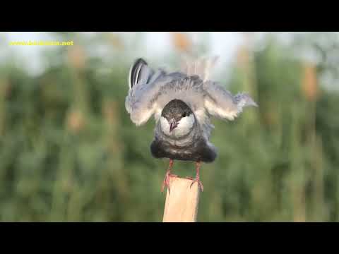 FUMAREL CARIBLANCO | WHISKERED TERN | Chlidodonia hybri