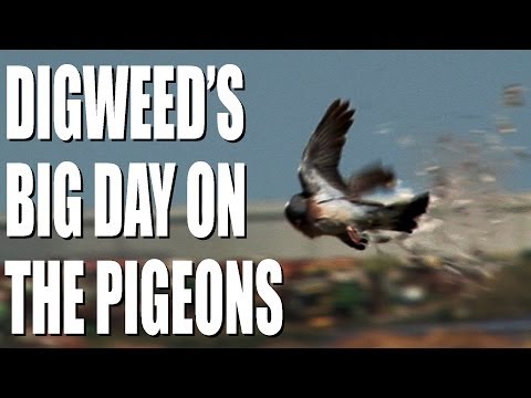 George Digweed’s big day on the pigeons George Digweed’s big day on the pigeons