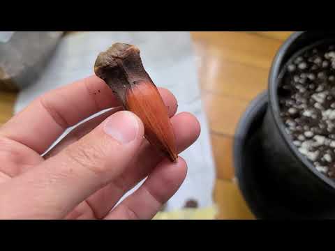 Growing monkey puzzle tree from seed Part 1