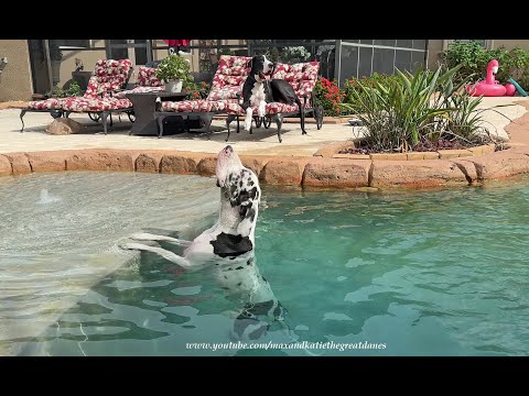 Funny Tall Water Loving Great Dane Happily Discovers He Can Stand Up In The Pool