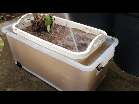 植木鉢にいるコガネムシの幼虫を駆除するにはどうすればよいですか？確実なヒント  庭園