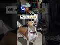 Dog Possessed By Evil Spirit Paranormalactivity Ghost Creepy