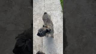 Video preview image #1 - Mix Puppy For Sale in Boca Raton, FL, USA
