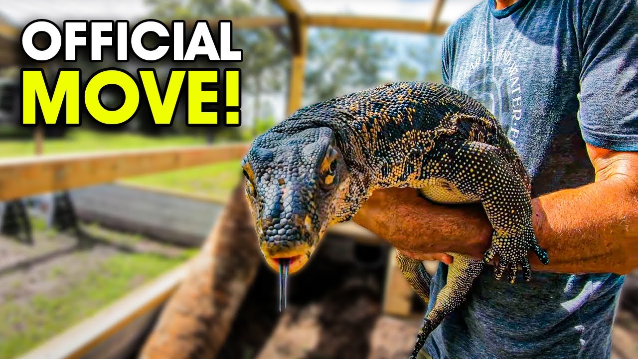 The 11 Best Documentaries About The Monitor Lizard