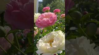 Download lagu Bunga peony kelopaknya besar dan wangi mirip bunga mawar mp3 Download lagu Bunga peony kelopaknya besar dan wangi mirip bunga mawar mp3