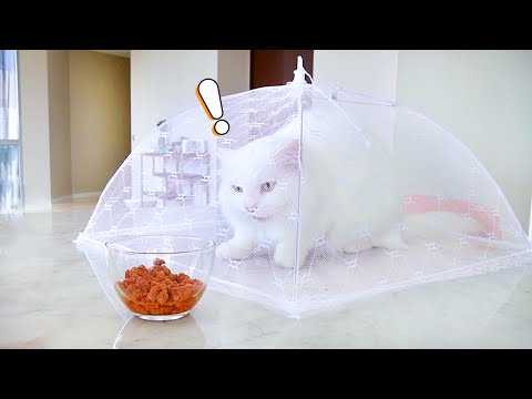 Cats Try To Escape Mosquito Net