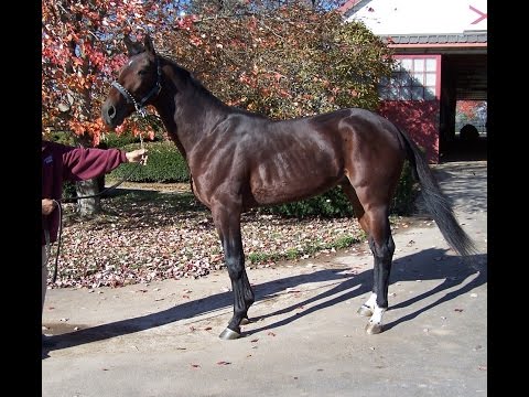 Artspeak, 2yo Champion Pacer