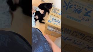 【黒猫】赤ちゃんを経由してから甘えにくる猫
