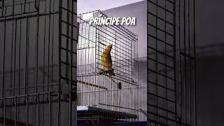 Príncipe Poa