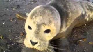 preview picture of video 'cute wild seal pup on ulrome beach'