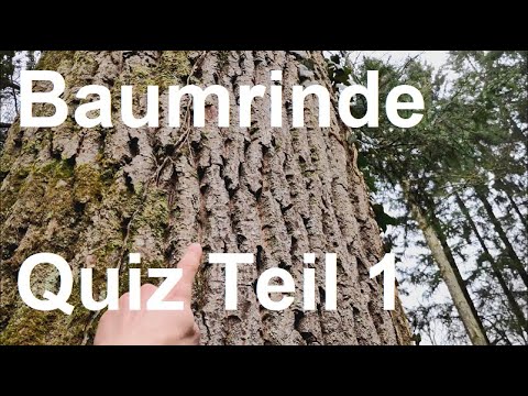 Baumquiz Teil 1 Bäume an ihrer Rinde erkennen - Bernards Naturkanal