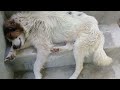 Limping White Stray Dog Sleeping On A Sunny Day In Summers Deja Wu Anime Animals Viralvideo Uk