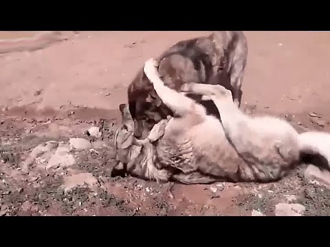 Este kangal turco destroza a este Lobo! la fuerza bruta del kangal cuando enfrenta a un lobo